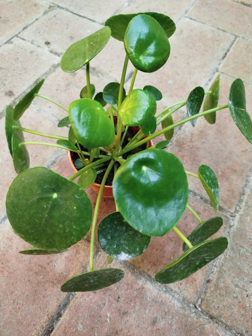 Pillea Pilea peperomoides, Furniture & Home Living, Gardening, Pots & Planters ...