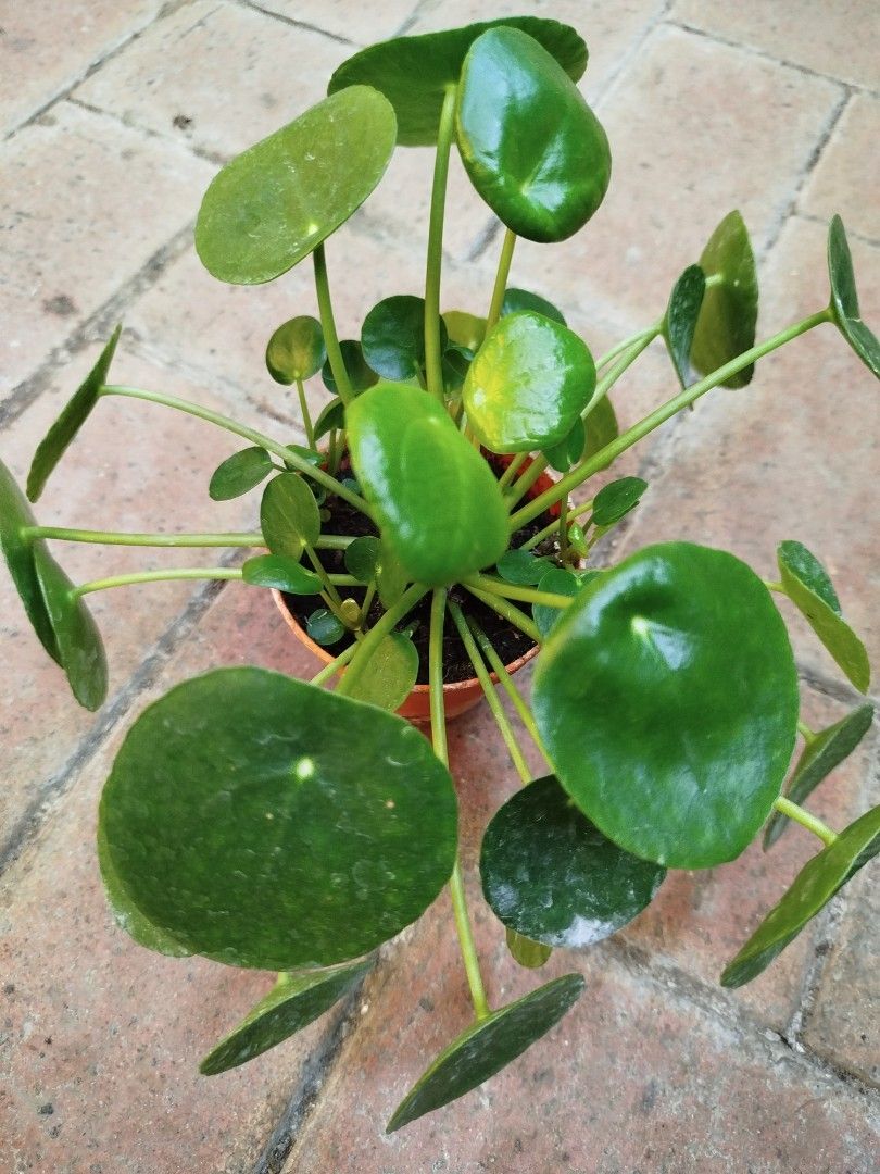 Pillea Pilea peperomoides, Furniture & Home Living, Gardening, Pots & Planters ...