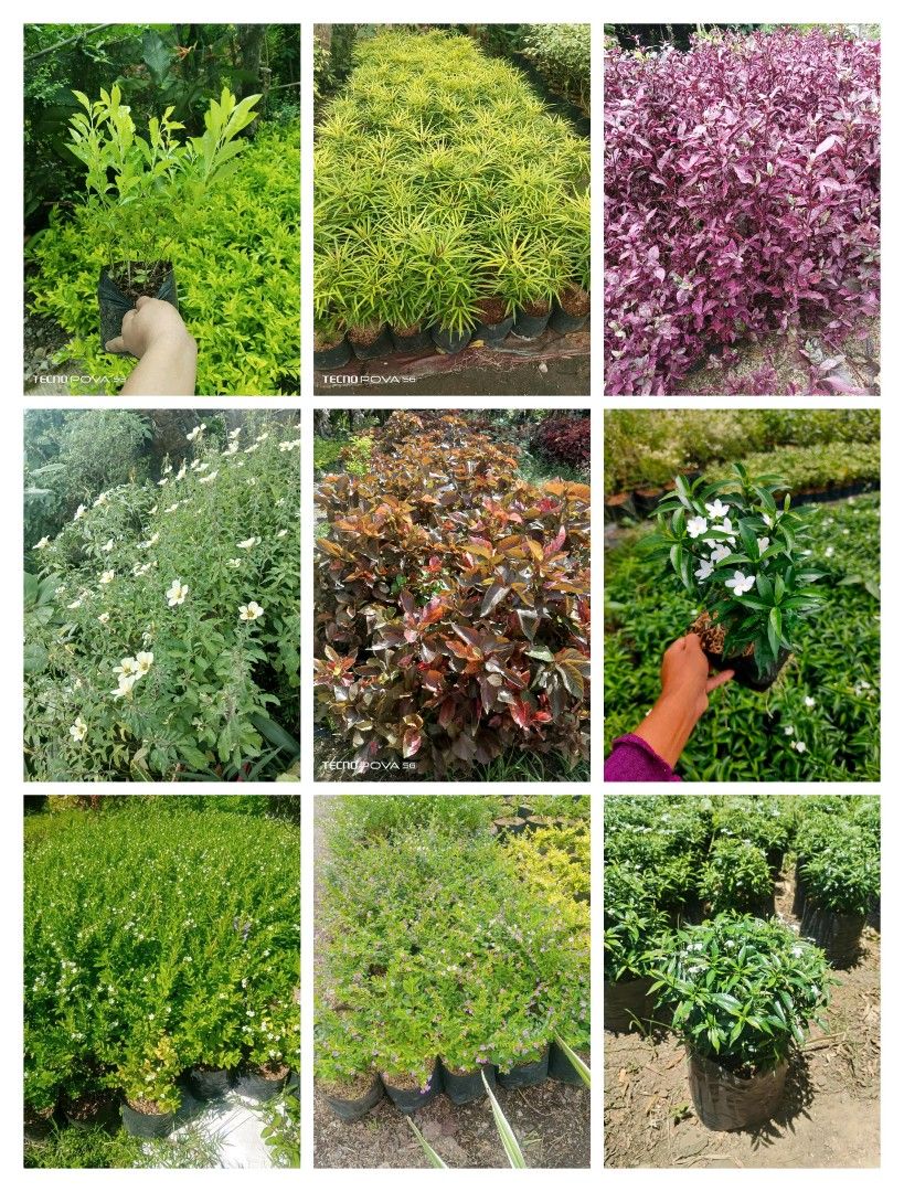 plants for sale (Category: Plants & Seeds) located in Calauan. Submitted by thor09 (Listing ID 1470137705, Image 3). Description: plants for sale we ship lalamove, lbc or drop and go located caLauan laguna.