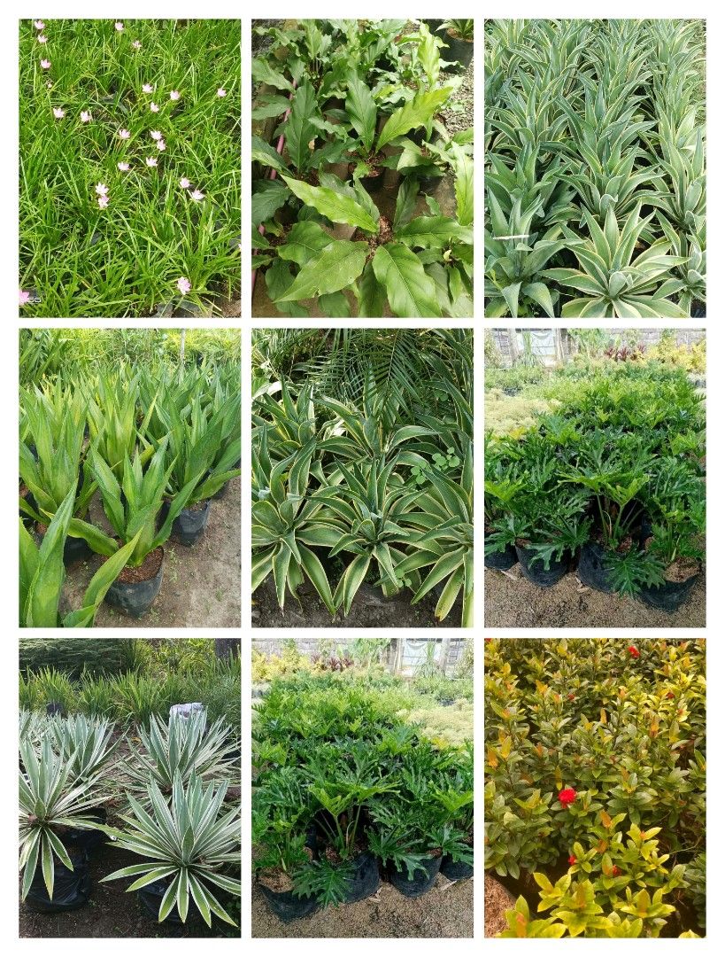 plants for sale (Category: Plants & Seeds) located in Calauan. Submitted by thor09 (Listing ID 1470137705, Image 1). Description: plants for sale we ship lalamove, lbc or drop and go located caLauan laguna.