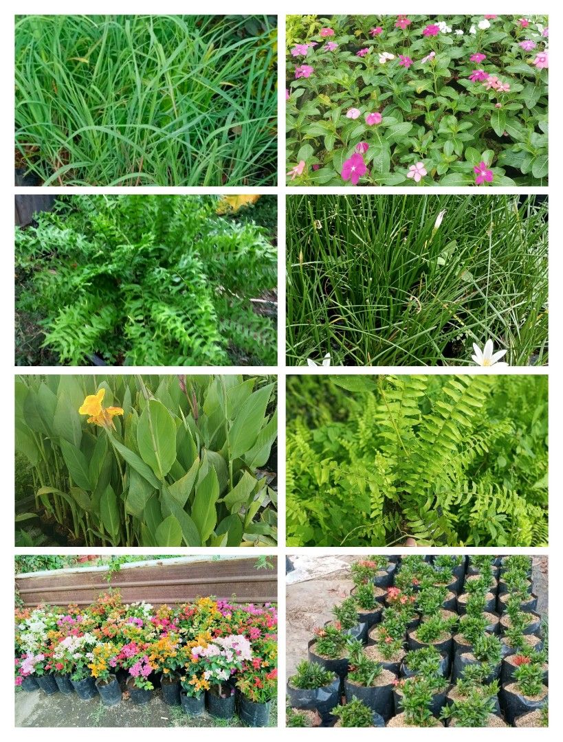 plants for sale (Category: Plants & Seeds) located in Calauan. Submitted by thor09 (Listing ID 1470137705, Image 2). Description: plants for sale we ship lalamove, lbc or drop and go located caLauan laguna.