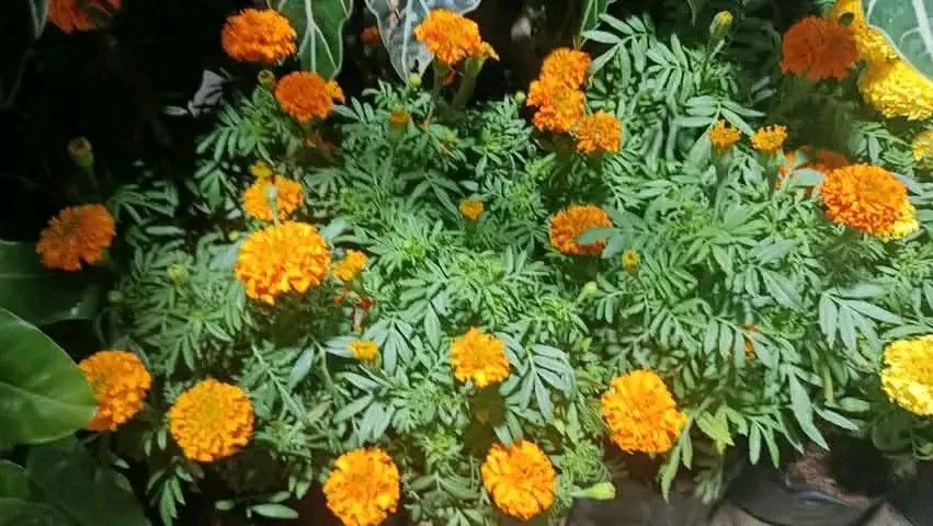 Pompoms marigold Malaysian mums (Category: Plants & Seeds) located in Quezon City. Submitted by amazingmaria3680 (Listing ID 1469962616, Image 1). Description: .