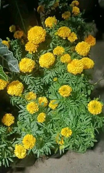 Pompoms marigold Malaysian mums (Category: Plants & Seeds) located in Quezon City. Submitted by amazingmaria3680 (Listing ID 1469962616, Image 3). Description: .