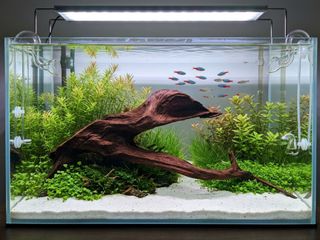 (Category: ) located in . Submitted by elmohi5 (Listing ID 1470036202, Image 1). Description: .