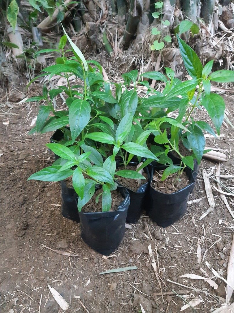 SERPENTINA Herbal Plant Seedlings (Category: Plants & Seeds) located in Manila. Submitted by mackimperi69173 (Listing ID 1470078059, Image 1). Description: SERPENTINA Herbal plant best for diabetics.