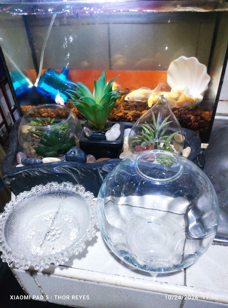 Small Size Glass Fishbowl (Category: Homes & Other Pet Accessories) located in Valenzuela. Submitted by mighthor0526 (Listing ID 1470048898, Image 2). Description: Measurements on photos provided No issue, good as new Payment thru Gcash or Abono by Lalamove rider Felt by rider or shipping will be shouldered by the buyer Pm me if interested .