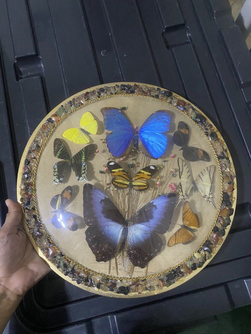 Vintage Preserved framed butterfly (Category: Frames & Pictures) located in Caloocan City. Submitted by saharalim88430 (Listing ID 1470113132, Image 1). Description: .