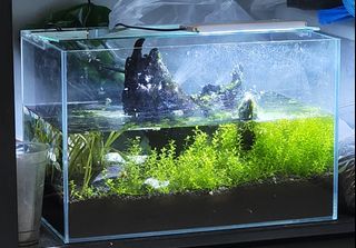 (Category: ) located in . Submitted by zuresport (Listing ID 1470148117, Image 1). Description: .