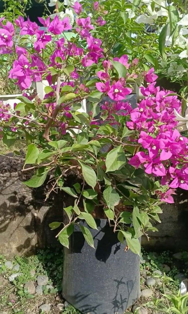 Big Bougainvillea Plants (Category: Gardening Tools & Ornaments) located in Quezon City. Submitted by miyuckie_deleon (Listing ID 1470215961, Image 3). Description: ➡️ PM for Fast Transaction 👌 ✅ Available on Hand ✅ Lushed, Healthy and Established ✅ We Deliver via Lalamove ✅ Same Day Delivery 🚚 ✅ We're Located at Quezon City ‼️ Visit my page Legit Plants Seller.