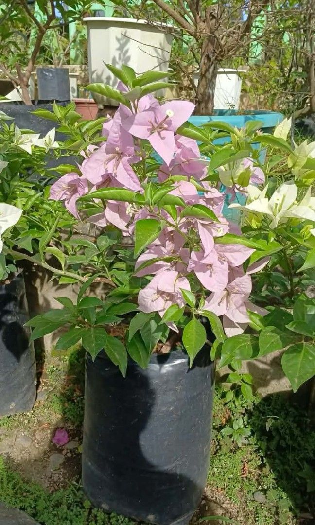 Big Bougainvillea Plants (Category: Gardening Tools & Ornaments) located in Quezon City. Submitted by miyuckie_deleon (Listing ID 1470215961, Image 1). Description: ➡️ PM for Fast Transaction 👌 ✅ Available on Hand ✅ Lushed, Healthy and Established ✅ We Deliver via Lalamove ✅ Same Day Delivery 🚚 ✅ We're Located at Quezon City ‼️ Visit my page Legit Plants Seller.