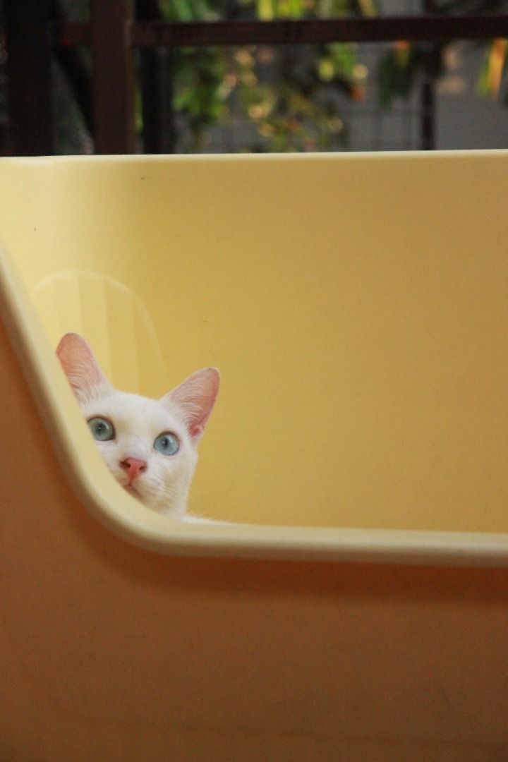 Cat litter box (Category: Homes & Other Pet Accessories) located in Manila. Submitted by ceteris (Listing ID 1470237568, Image 3). Description: - Good for 2-3 cats - 65 x 46 x 34 cm - RFS: switched to stainless steel.