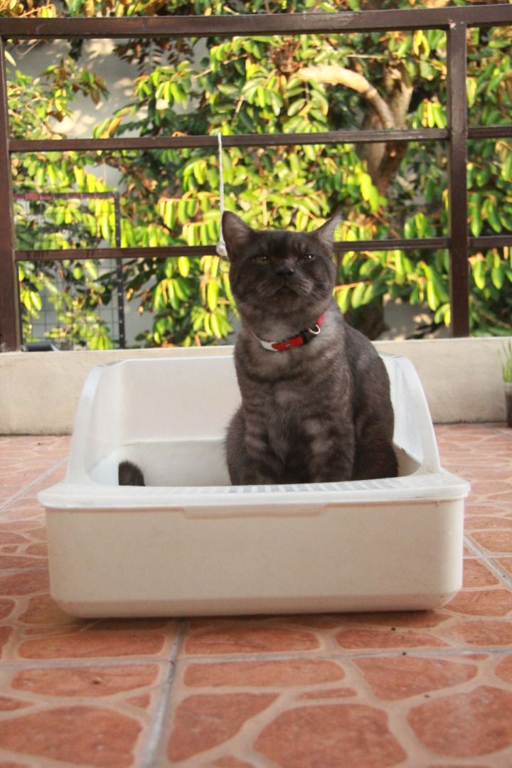 Cat litter box (Category: Homes & Other Pet Accessories) located in Manila. Submitted by ceteris (Listing ID 1470239102, Image 2). Description: - Good for 1 cat - RFS: switched to stainless steel.