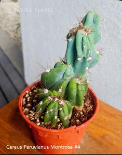 (Category: ) located in . Submitted by fatinaplants (Listing ID 1470291176, Image 1). Description: .