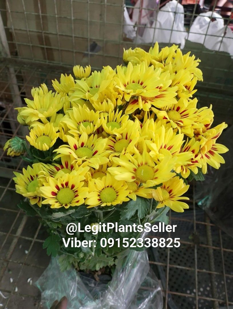 Chrysanthemum Flowering Plants 💐 (Category: Gardening Tools & Ornaments) located in Quezon City. Submitted by miyuckie_deleon (Listing ID 1470220627, Image 3). Description: ‼️ For Sale ‼️ 🌿 Malaysian Mums In Different Color ➡️ Message for Fast Transaction 👌 ✅ Available on Hand ✅ Lushed, Healthy and Established ✅ We Deliver via Lalamove ✅ Same Day Delivery 🚚 ✅ We're Located at Quezon City 📍 ‼️ Visit my page Legit Plants Seller.