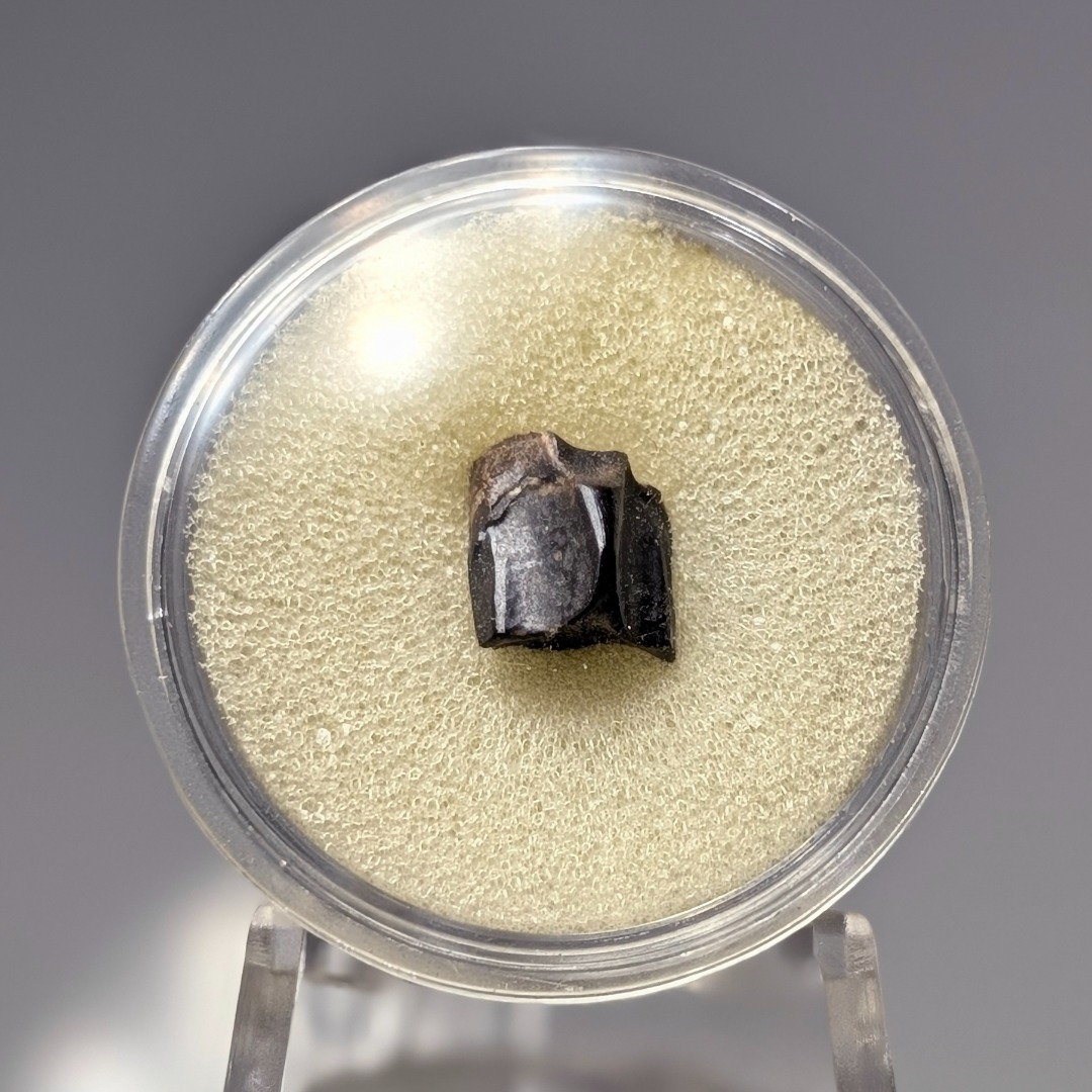 Edmontosaurus fossil tooth from age of dinosaurs, Toys & Collectibles ...
