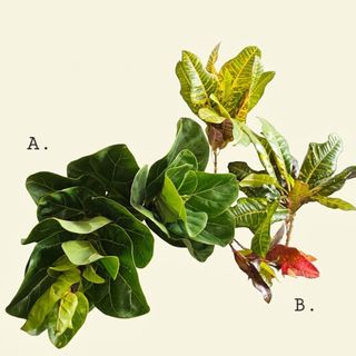 FREE Queen of the Night Cuttings, Furniture & Home Living, Gardening ...
