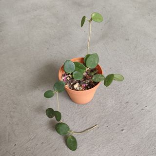 Hoya Mathilde Splash, Furniture & Home Living, Gardening, Plants ...