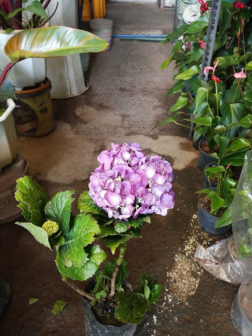 Hydrangea/Milflores Flowering Plants 💐 (Category: Gardening Tools & Ornaments) located in Quezon City. Submitted by miyuckie_deleon (Listing ID 1470217241, Image 1). Description: ‼️ For Sale ‼️ ➡️ PM for Fast Transaction 👌 ✅ Available on Hand ✅ Lushed, Healthy and Established ✅ We Deliver via Lalamove ✅ Same Day Delivery 🚚 ✅ We're Located at Quezon City ‼️ Visit my page Legit Plants Seller.