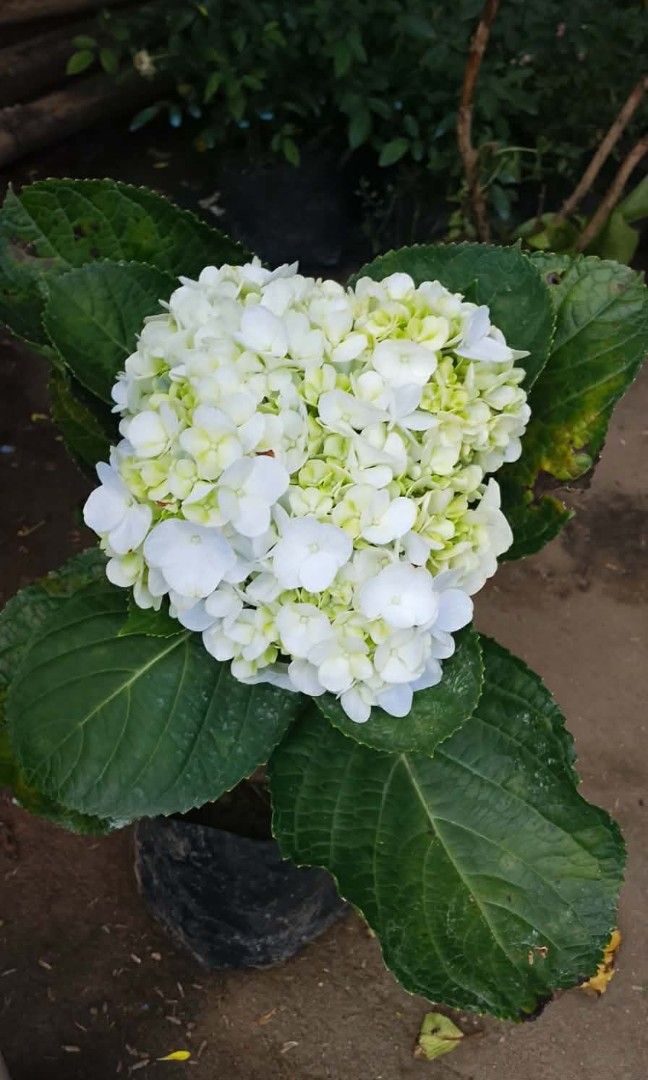 Hydrangea/Milflores Flowering Plants 💐 (Category: Gardening Tools & Ornaments) located in Quezon City. Submitted by miyuckie_deleon (Listing ID 1470217241, Image 3). Description: ‼️ For Sale ‼️ ➡️ PM for Fast Transaction 👌 ✅ Available on Hand ✅ Lushed, Healthy and Established ✅ We Deliver via Lalamove ✅ Same Day Delivery 🚚 ✅ We're Located at Quezon City ‼️ Visit my page Legit Plants Seller.
