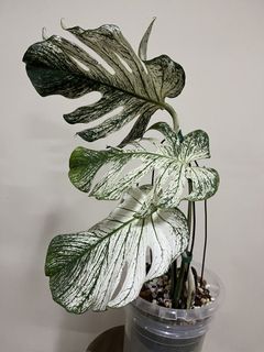 Monstera Devil, Everything Else on Carousell