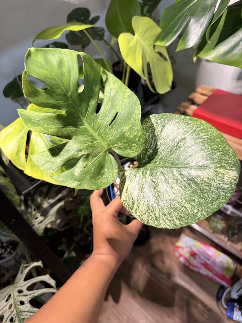 Service Star Layout Monstera Silver Star, Furniture & Home Living, Gardening, Plants ...