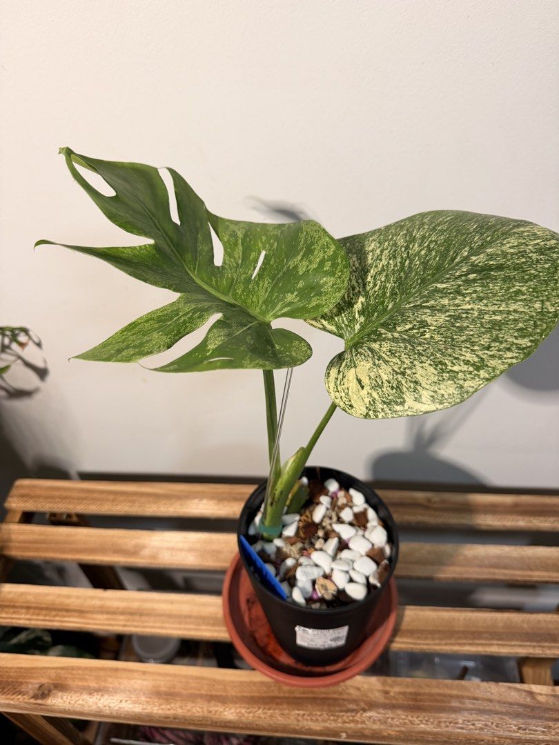 Service Star Layout Monstera Silver Star, Furniture & Home Living, Gardening, Plants ...