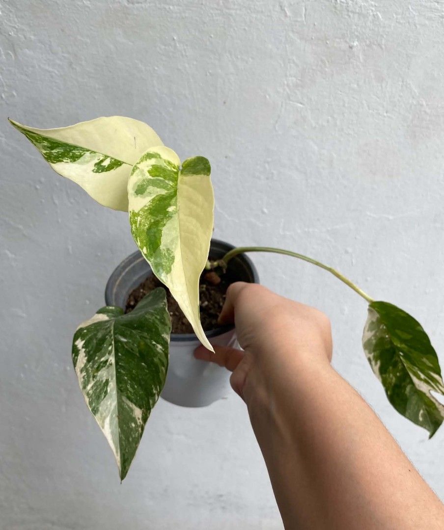 Plant bundle 1 (Category: Plants & Seeds) located in Marikina City. Submitted by 25thofaugust (Listing ID 1470262581, Image 2). Description: Plant bundle Homegrown plants with roots and potted -Njoy -Marble -Epi Albo.