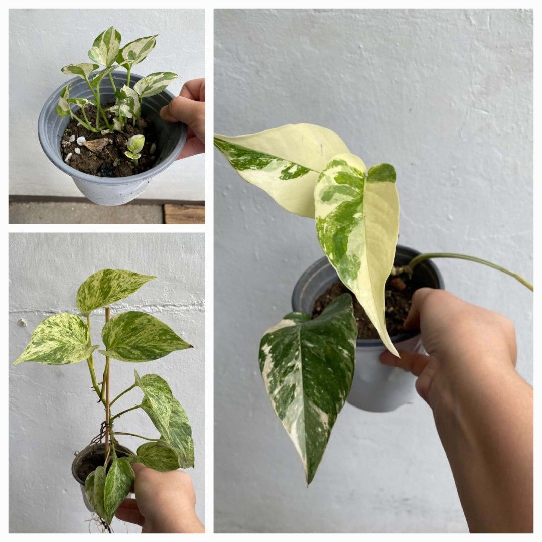 Plant bundle 1 (Category: Plants & Seeds) located in Marikina City. Submitted by 25thofaugust (Listing ID 1470262581, Image 1). Description: Plant bundle Homegrown plants with roots and potted -Njoy -Marble -Epi Albo.