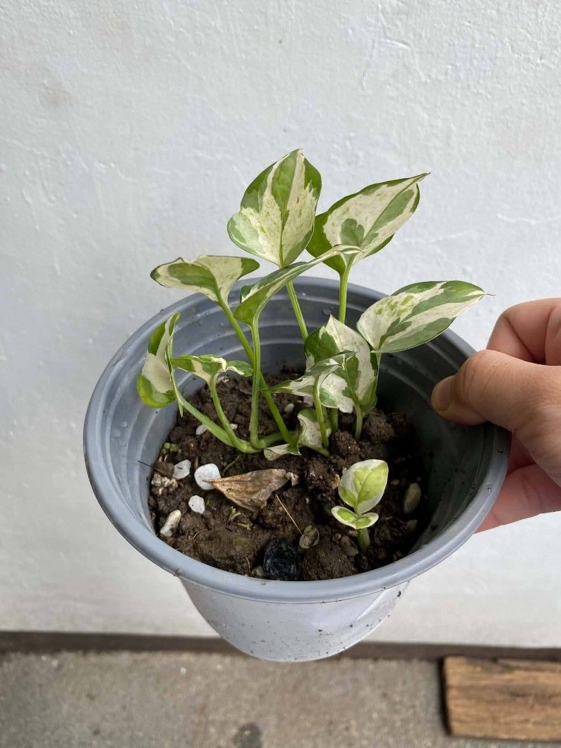 Plant bundle 1 (Category: Plants & Seeds) located in Marikina City. Submitted by 25thofaugust (Listing ID 1470262581, Image 3). Description: Plant bundle Homegrown plants with roots and potted -Njoy -Marble -Epi Albo.