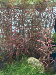 Floating Aquarium Plants Duckweed Fresh Water Tank, Furniture & Home ...