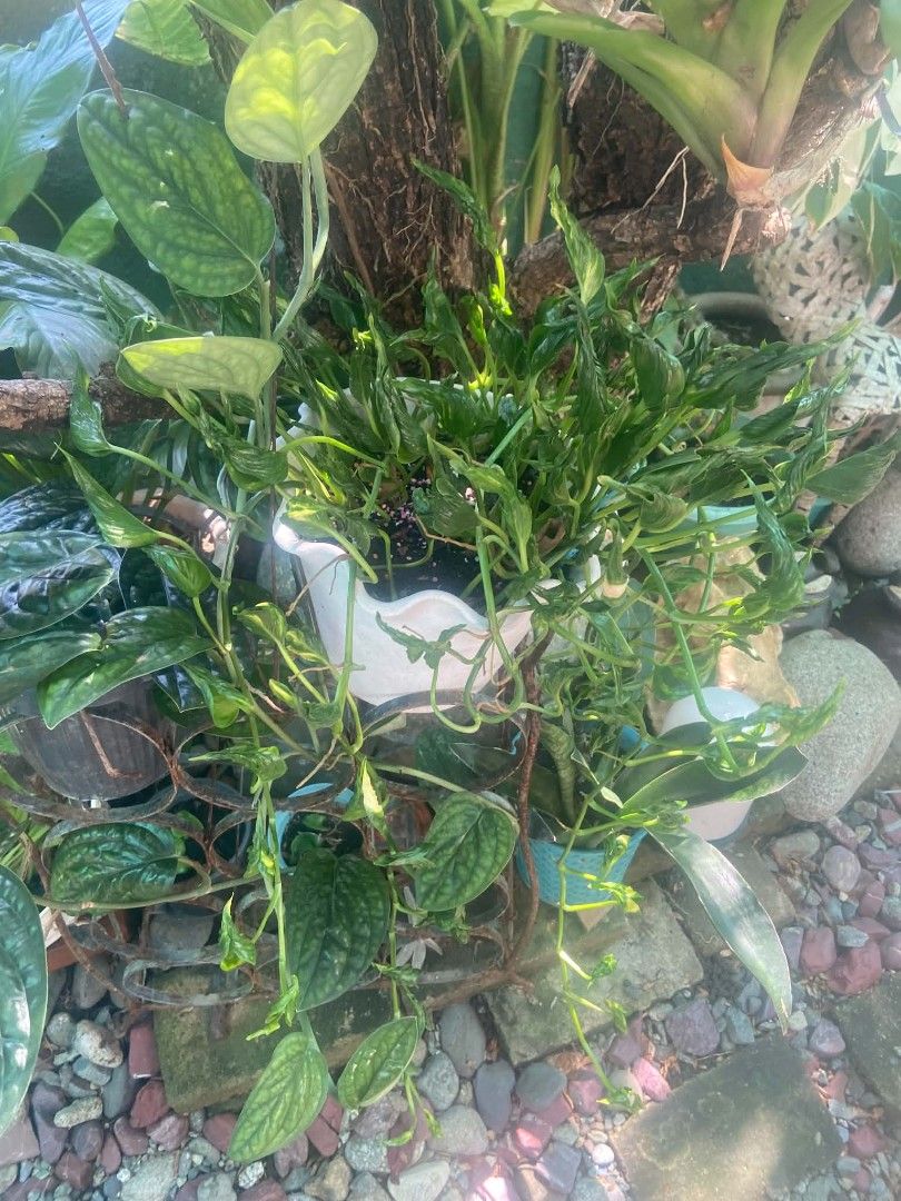 Sleeping Pothos (Category: Plants & Seeds) located in Zaragoza. Submitted by sherree1281 (Listing ID 1470344528, Image 1). Description: - Beautiful collection of healthy green houseplants - Includes a trailing monstera vine with unique fenestrations and curly foliage - Comes with stylish white and blue pots - Includes a sturdy metal plant stand - Ideal setup for garden corners or balcony displays - Pick-up only due to size.