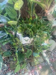 (Category: ) located in . Submitted by sherree1281 (Listing ID 1470344528, Image 1). Description: .