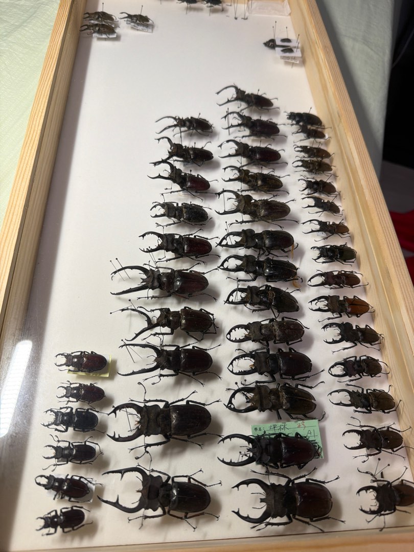 Pc 252 Printer 44pc full Lucanus stag beetle collection, Pet Supplies, Homes & Other ...