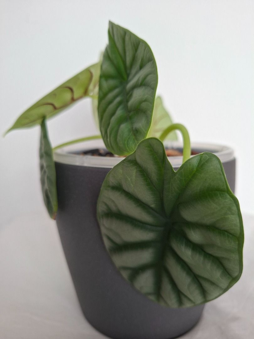 Alocasia White Rhino - Semi Hydro setup, Furniture & Home Living ...