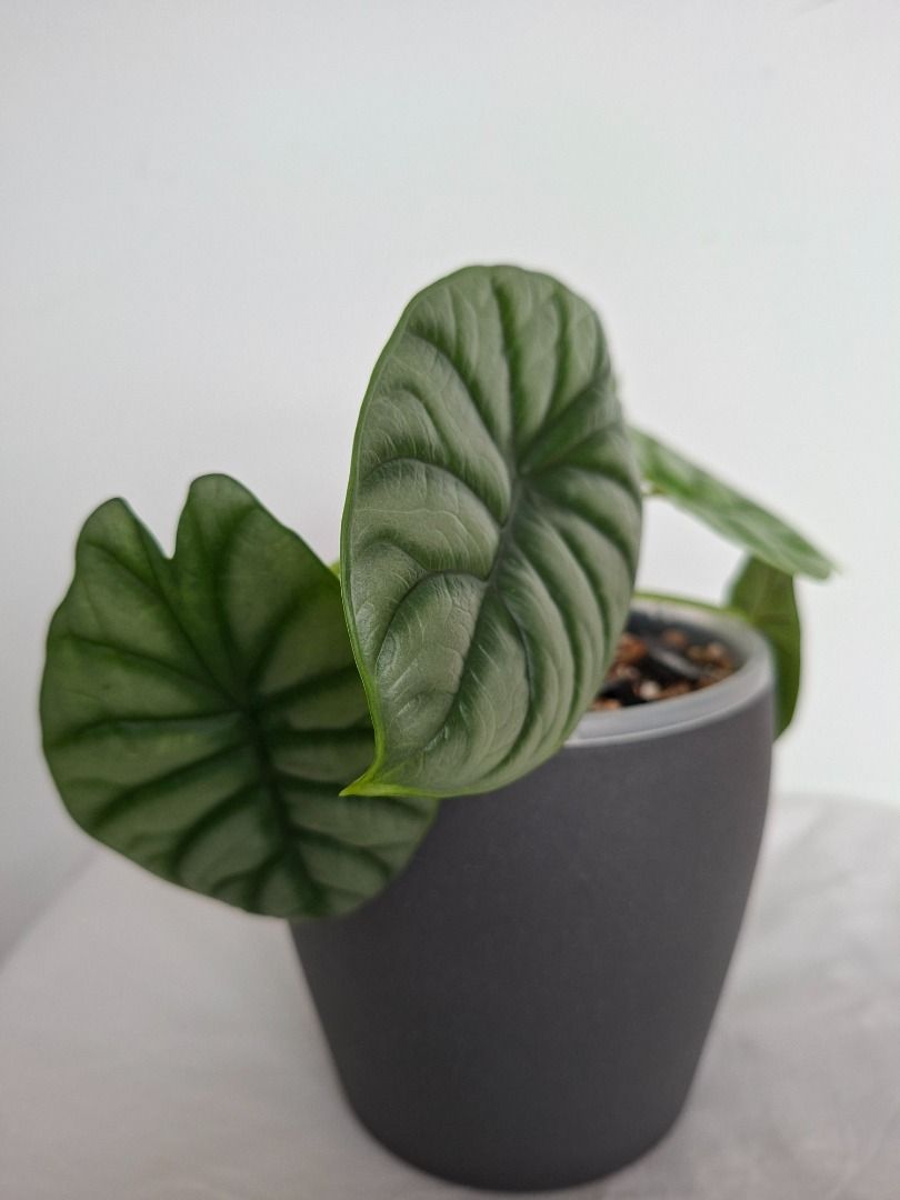 Alocasia White Rhino - Semi Hydro setup, Furniture & Home Living ...