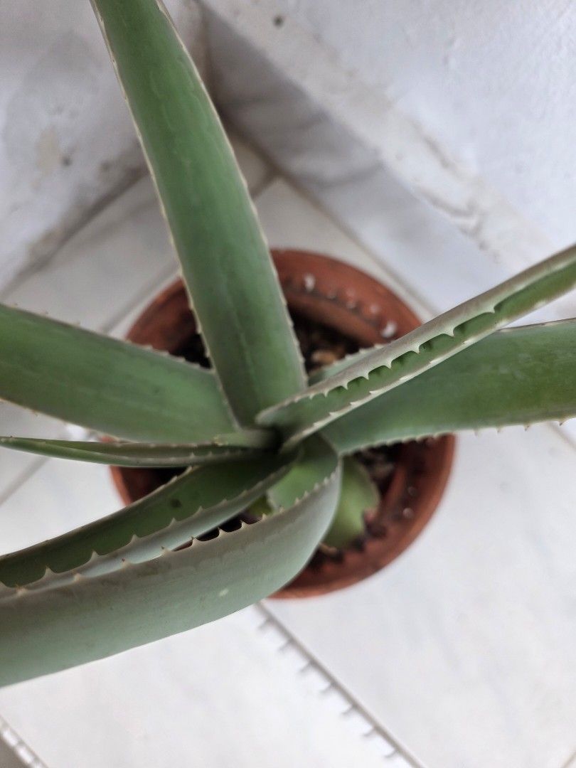 Aloe Vera Plant, Furniture & Home Living, Gardening, Plants & Seeds on ...
