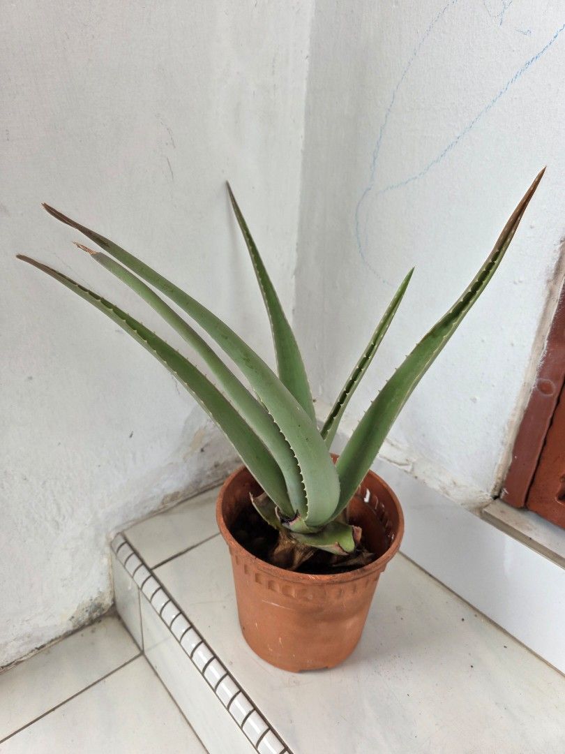 Aloe Vera Plant, Furniture & Home Living, Gardening, Plants & Seeds on ...