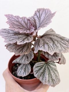 (Category: ) located in . Submitted by botanicaplants (Listing ID 1470476880, Image 1). Description: .