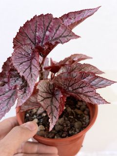 (Category: ) located in . Submitted by botanicaplants (Listing ID 1470476521, Image 1). Description: .