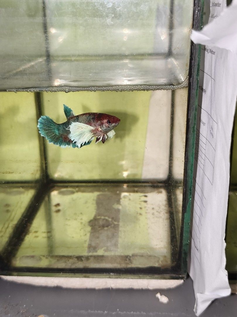 Betta import line rush (Category: Homes & Other Pet Accessories) located in Pasay City. Submitted by dhmercado06 (Listing ID 1470391335, Image 2). Description: For sale betta fish import line Red gold galaxy 1st pic (female) -from Indonesia Multi color 2nd pic (female) -from vietnam Multi color 3rd pic (male) - from vietnam Note: For sale na po sila magaganda po yan alagang alaga po yan makikita nyo namn po, willing din po magbigay ng current vid