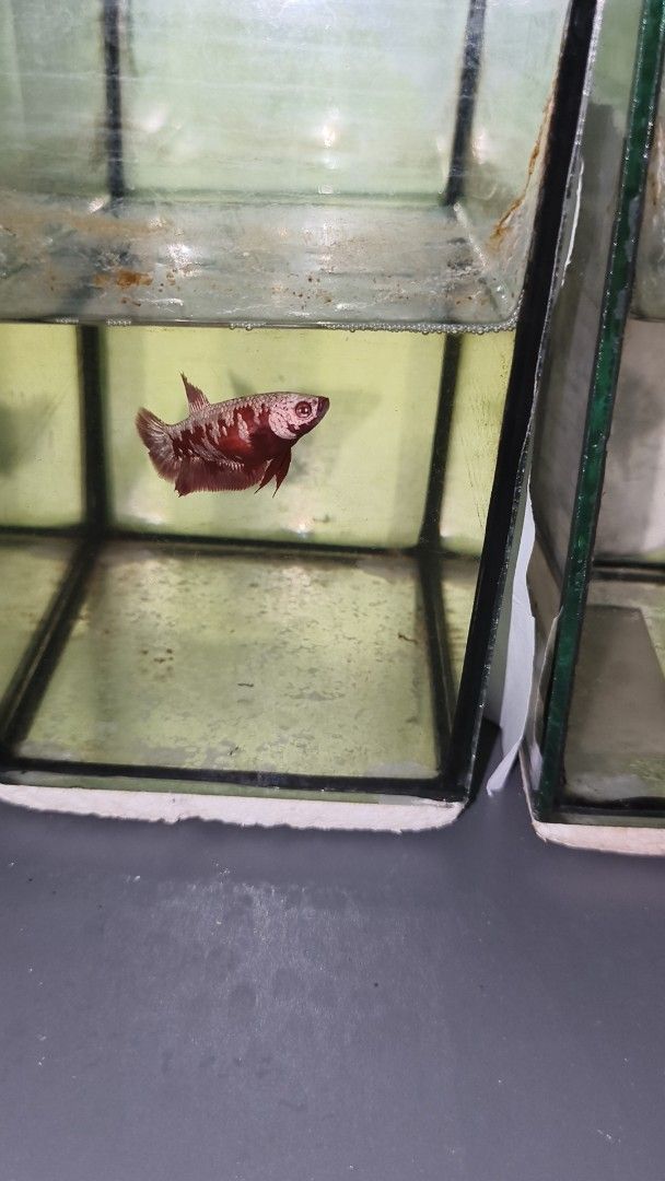 Betta import line rush (Category: Homes & Other Pet Accessories) located in Pasay City. Submitted by dhmercado06 (Listing ID 1470391335, Image 1). Description: For sale betta fish import line Red gold galaxy 1st pic (female) -from Indonesia Multi color 2nd pic (female) -from vietnam Multi color 3rd pic (male) - from vietnam Note: For sale na po sila magaganda po yan alagang alaga po yan makikita nyo namn po, willing din po magbigay ng current vid