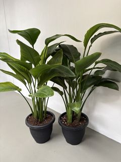 Bird of paradise, Furniture & Home Living, Gardening, Plants & Seeds on ...