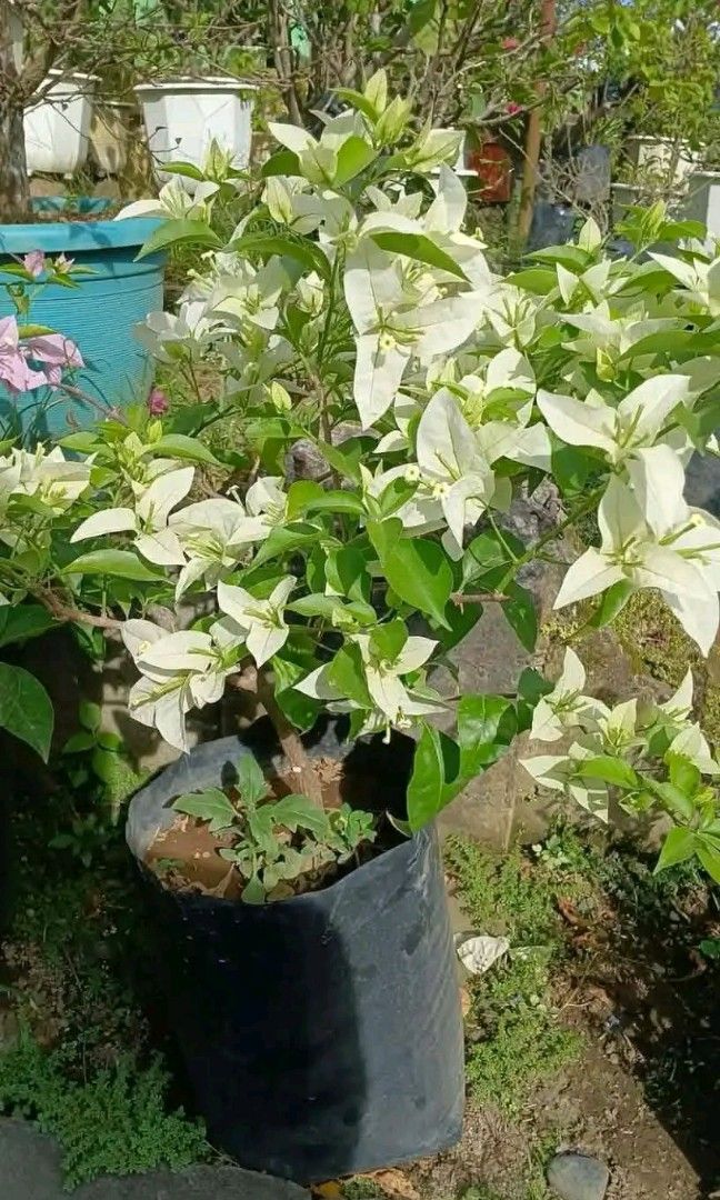Bougainvillea (Category: Plants & Seeds) located in Quezon City. Submitted by amazingmaria3680 (Listing ID 1470552043, Image 3). Description: .