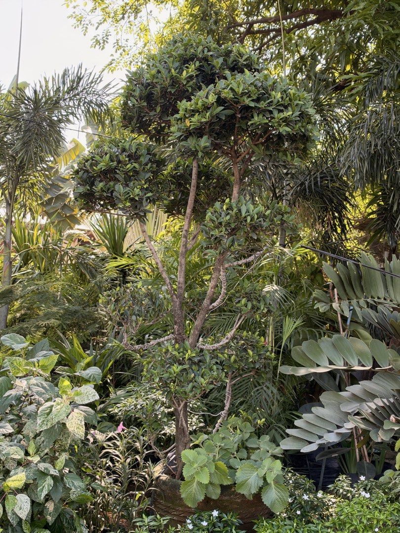 Ficus nana plants (Category: Plants & Seeds) located in Paranaque City. Submitted by plants_sale (Listing ID 1470364237, Image 2). Description: .