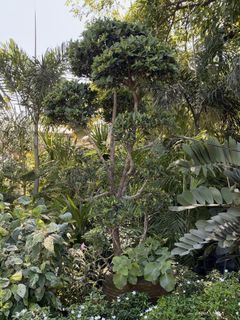 (Category: ) located in . Submitted by plants_sale (Listing ID 1470364237, Image 1). Description: .