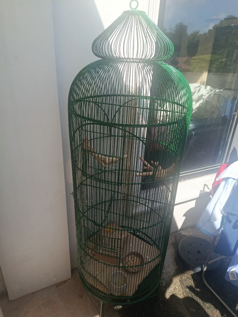 FOR SALE USED BIRD CAGE (Category: Homes & Other Pet Accessories) located in Cavite. Submitted by golfwishes (Listing ID 1470362953, Image 2). Description: FOR SALE BIRD CAGE FOR AFRICAN LOVE BIRDS SIZE HEIGHT 190CM X DIAMETER 187CM.
