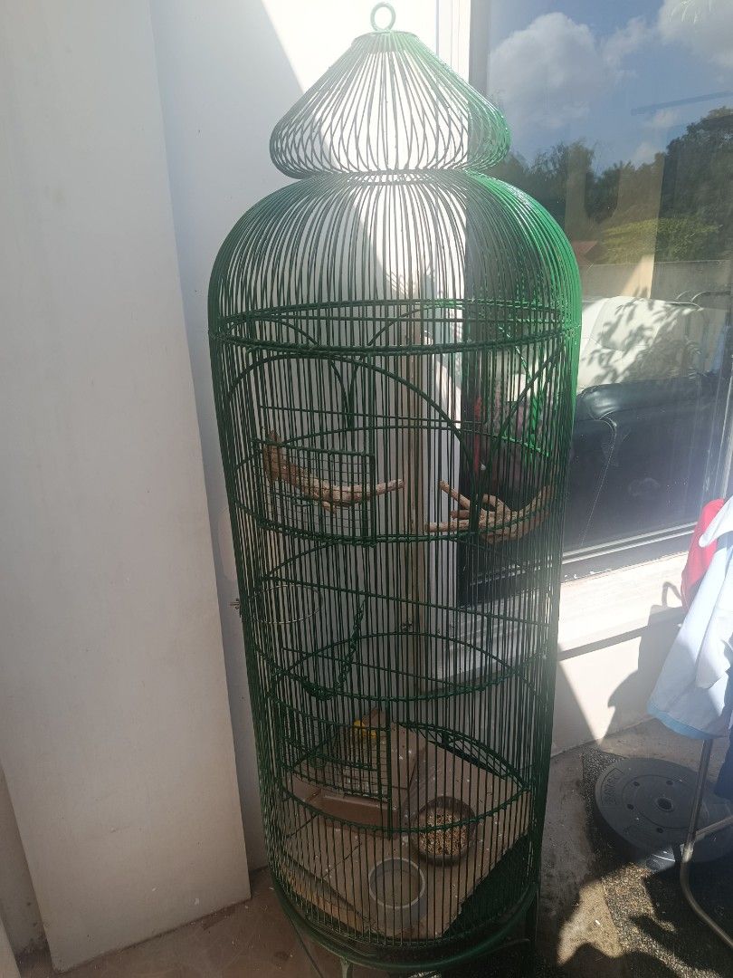 FOR SALE USED BIRD CAGE (Category: Homes & Other Pet Accessories) located in Cavite. Submitted by golfwishes (Listing ID 1470362953, Image 1). Description: FOR SALE BIRD CAGE FOR AFRICAN LOVE BIRDS SIZE HEIGHT 190CM X DIAMETER 187CM.