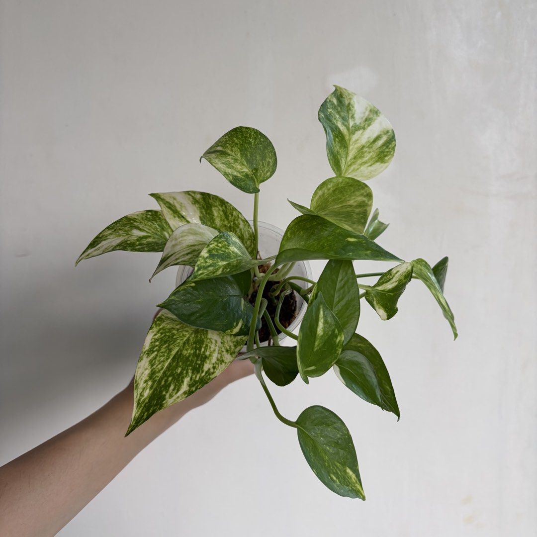 Golden Pothos - M (Category: Plants & Seeds) located in Makati City. Submitted by eggcloud (Listing ID 1470495171, Image 1). Description: 🌱 pls read before chat: - fixed price, but discount might be given if buying more from my shop - pic taken Oct 25 2026 - my own propagation, planted in repurposed cup with holes - pls scroll uploaded pics showing all sides and possible angles - has good quality substrate: soil-less potting mix from The Urban G