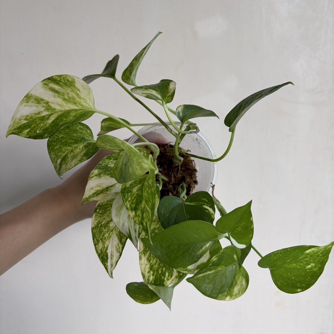 Golden Pothos - M (Category: Plants & Seeds) located in Makati City. Submitted by eggcloud (Listing ID 1470495171, Image 2). Description: 🌱 pls read before chat: - fixed price, but discount might be given if buying more from my shop - pic taken Oct 25 2026 - my own propagation, planted in repurposed cup with holes - pls scroll uploaded pics showing all sides and possible angles - has good quality substrate: soil-less potting mix from The Urban G