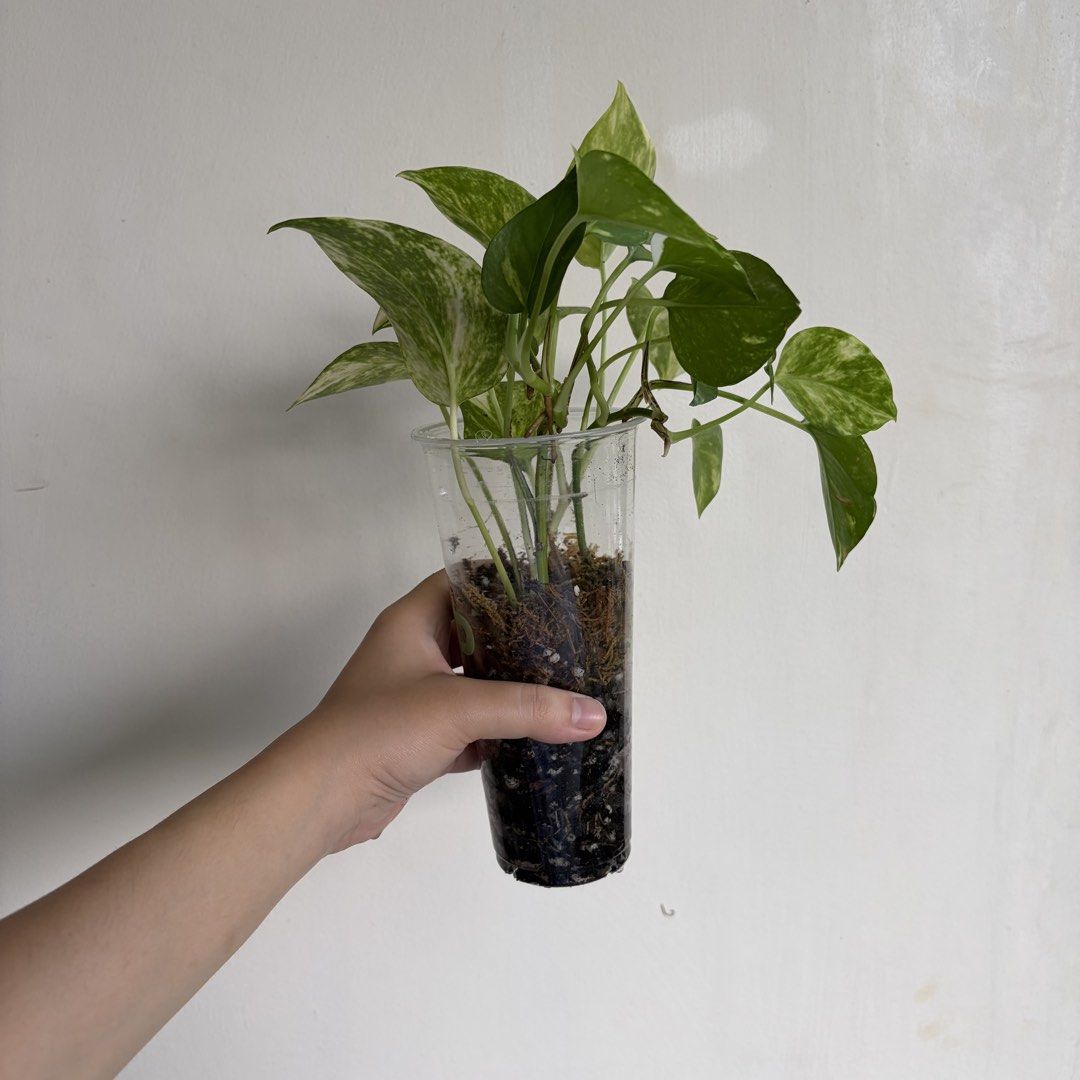 Golden Pothos - M (Category: Plants & Seeds) located in Makati City. Submitted by eggcloud (Listing ID 1470495171, Image 3). Description: 🌱 pls read before chat: - fixed price, but discount might be given if buying more from my shop - pic taken Oct 25 2026 - my own propagation, planted in repurposed cup with holes - pls scroll uploaded pics showing all sides and possible angles - has good quality substrate: soil-less potting mix from The Urban G